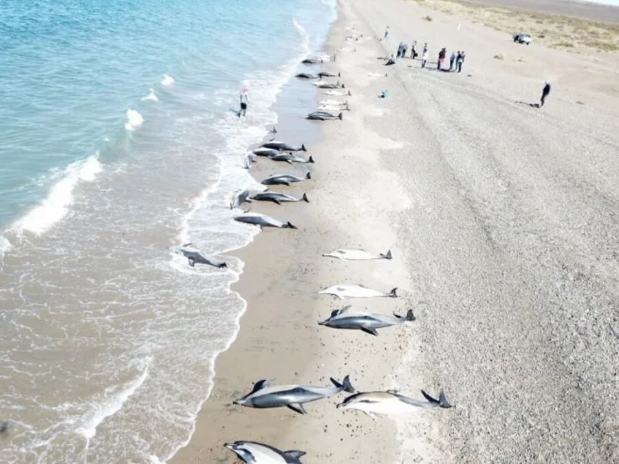 Murieron 49 delfines que encallaron en Puerto Madryn 