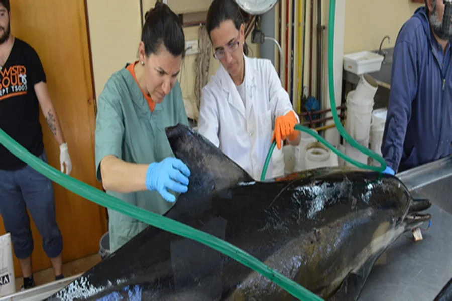 Investigan las causas del varamiento de delfines en Puerto Madryn