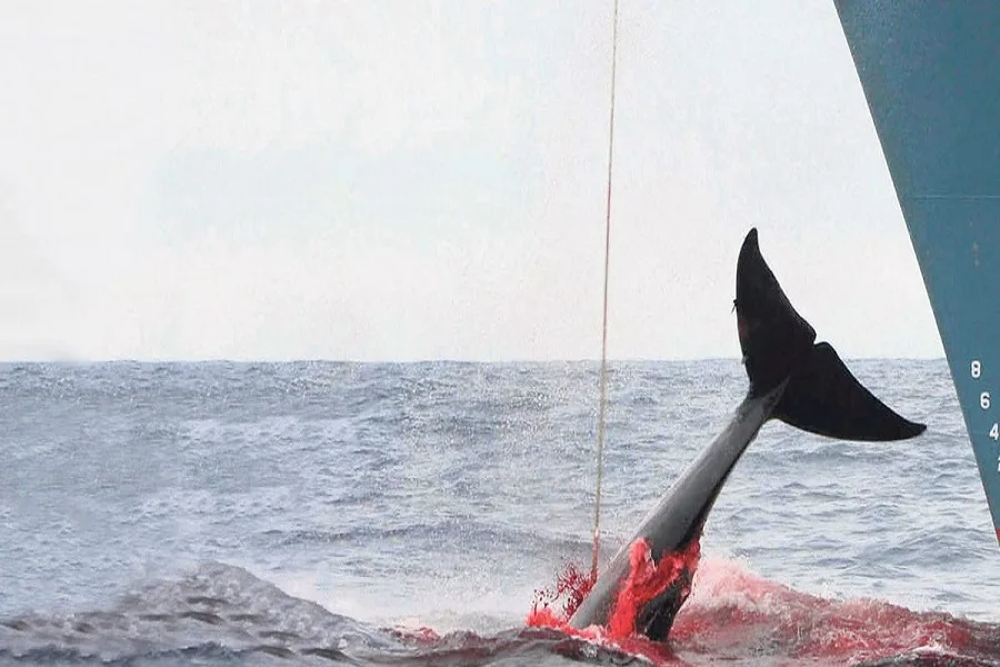 Japonenses matan “por motivos científicos” mas de 300 ballenas en la Antártida
