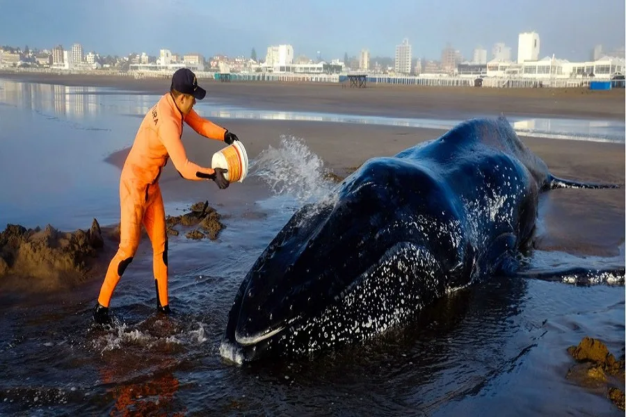 Intentan salvar a una ballena varada en Punta Mogotes