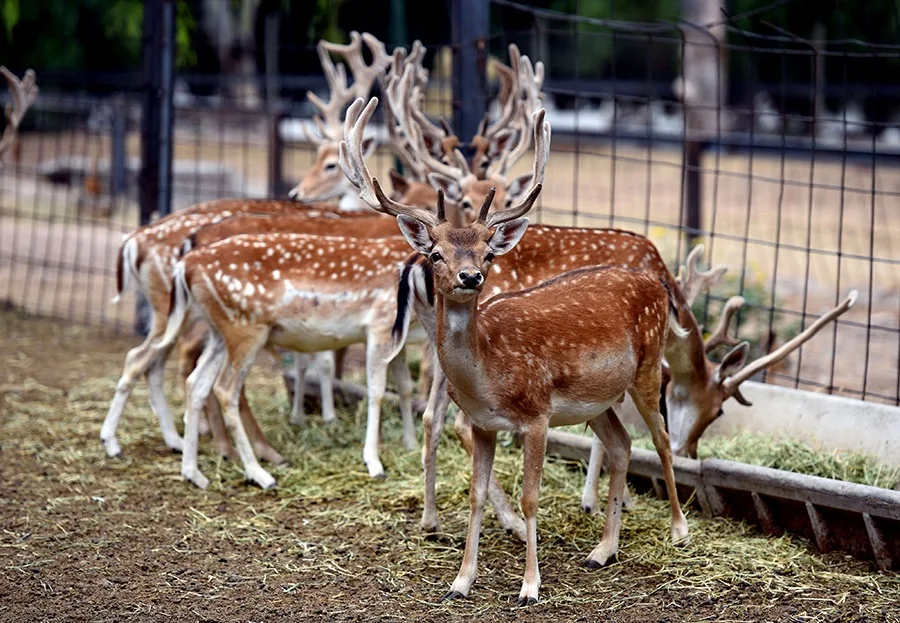 El ex zoo de Mendoza recibió más de 5000 pedidos de adopción de animales
