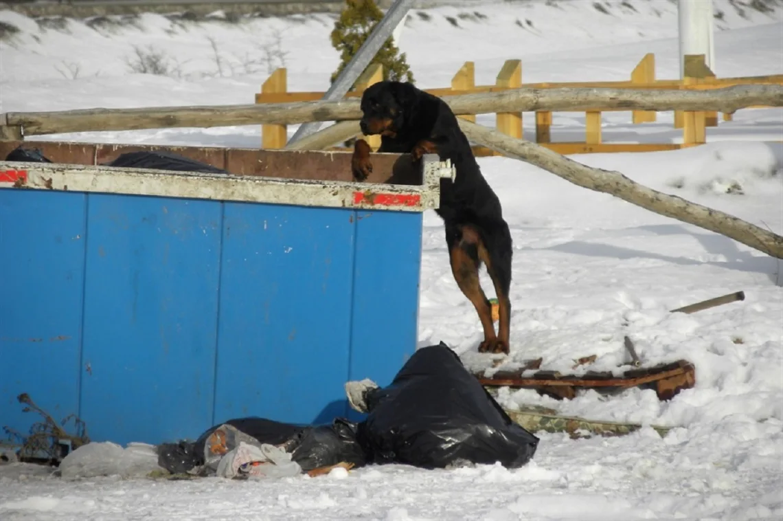 Tierra del Fuego, bajo amenaza por miles de perros salvajes que atacan a personas y al ganado