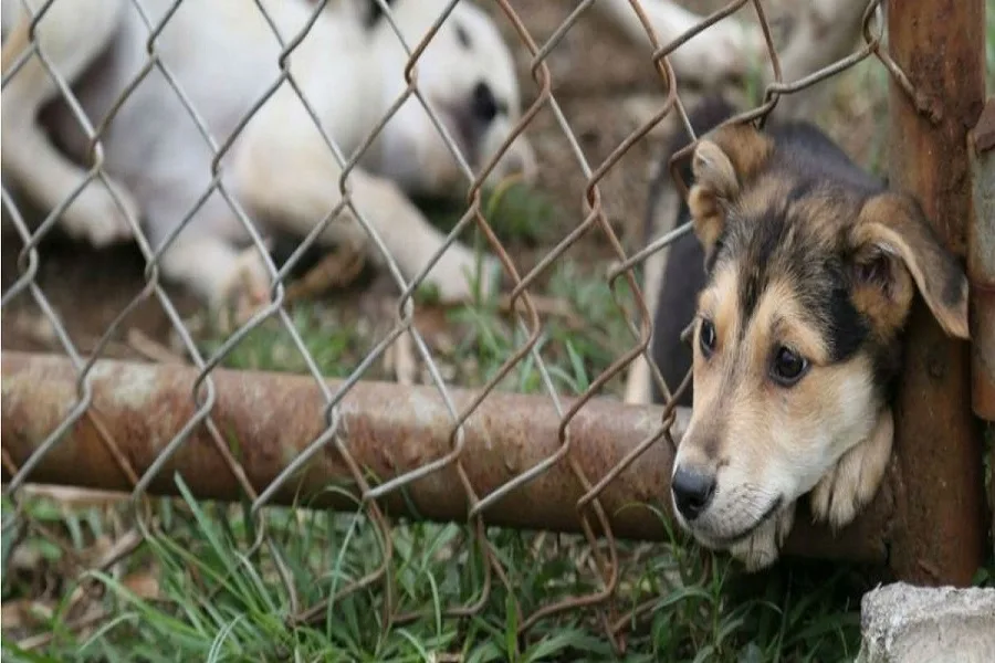 Crean una fiscalía para concentrar la investigación sobre el maltrato animal