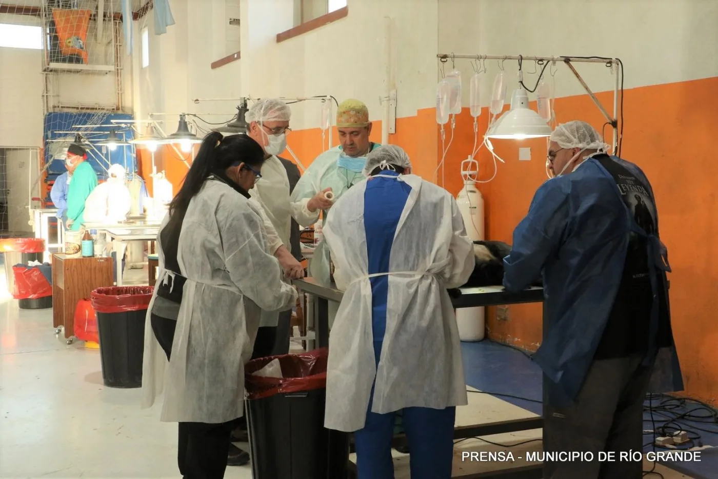 Jornada de castración masiva y tenencia responsable de mascotas