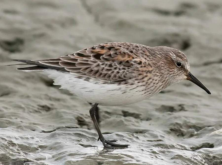 El Centro de Interpretación de Aves de la Reserva Costa Atlántica se suma al Global Big Day