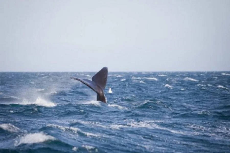 La temporada oficial para el avistaje de ballenas va desde junio hasta diciembre. 