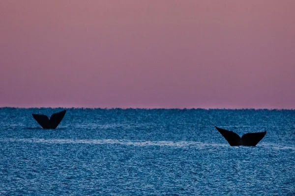 Llegan a Península Valdés las primeras ballenas de la temporada