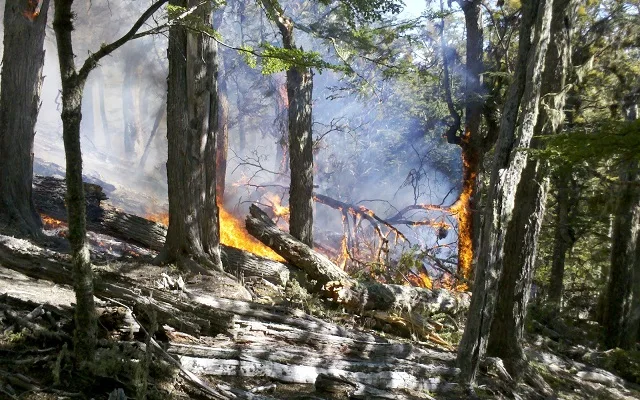 Gobierno entregó otro financiamiento para la protección del bosque fueguino