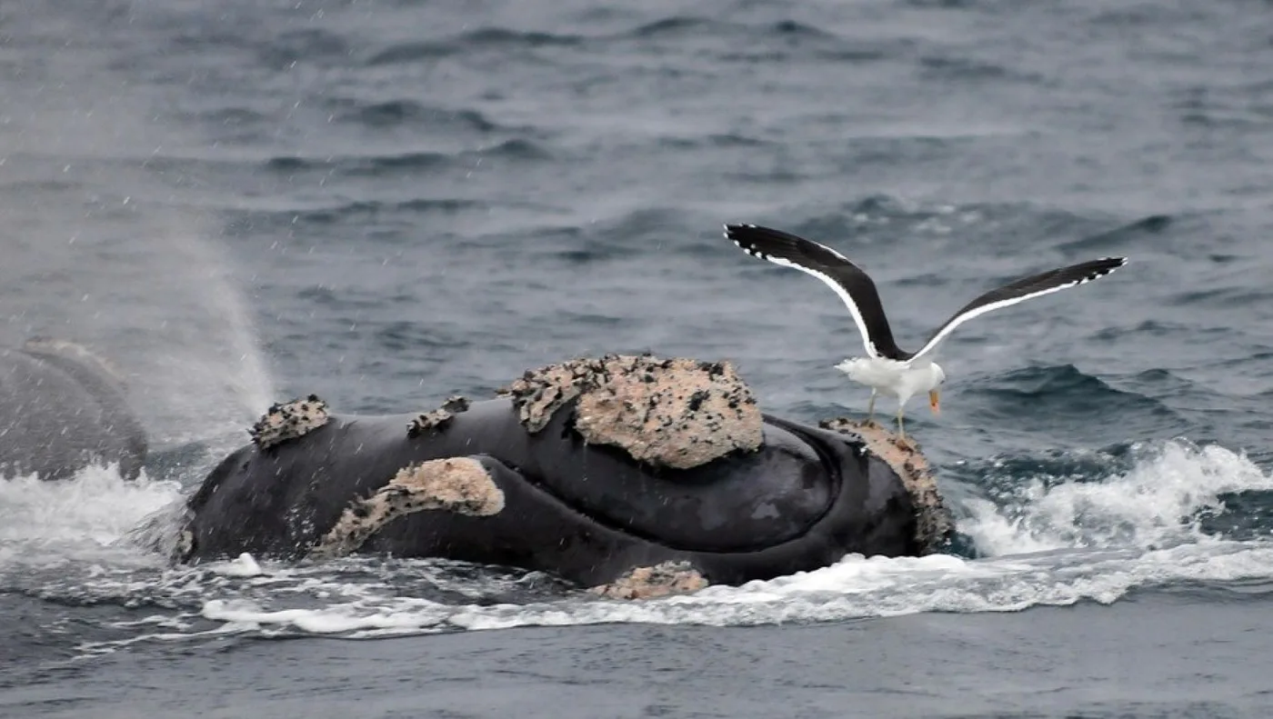 Las gaviotas cocineras pican el lomo de las ballenas para comer la grasa viva. Eso genera cambios peligrosos en los hábitos de la especie.