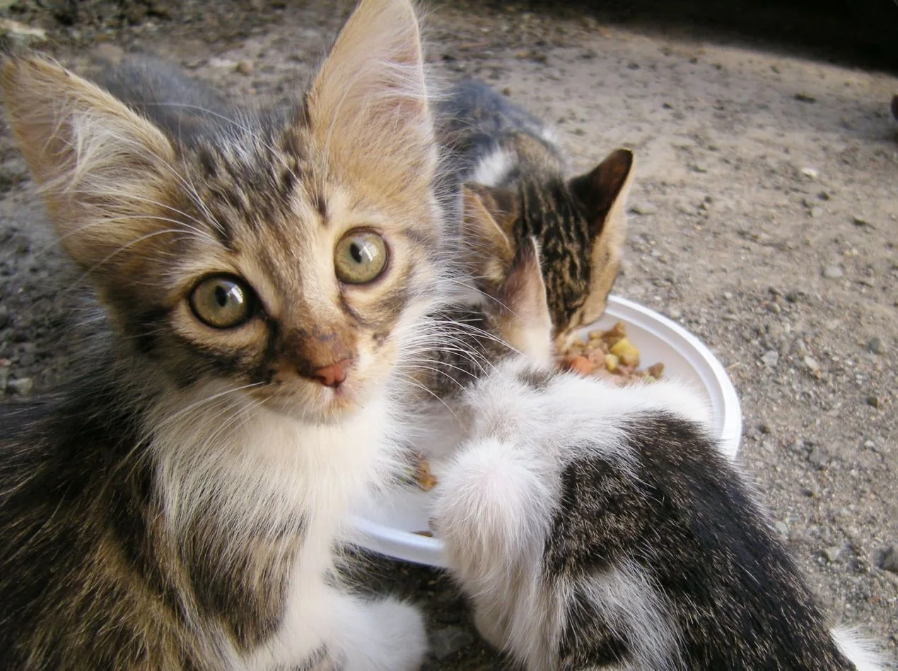 Primera campaña de castración felina en la ciudad