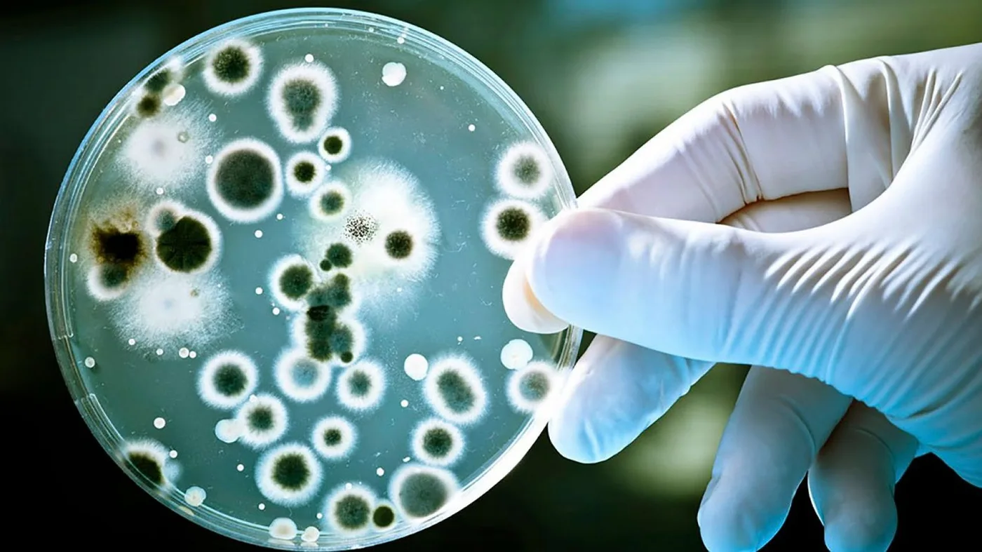 Confirmaron 3 casos de “streptococcus pyogenes” en Ushuaia