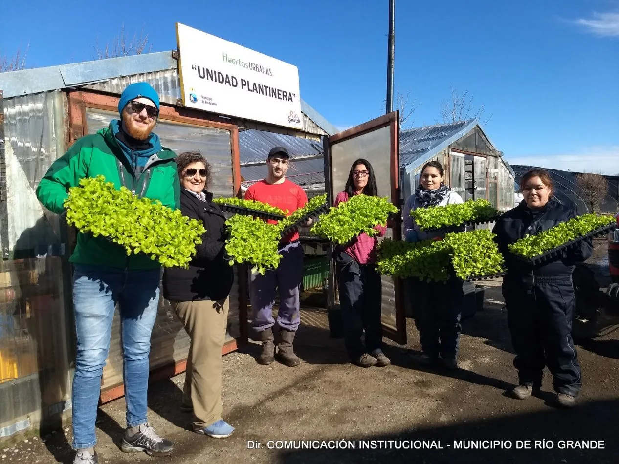 Se entregaron plantines de lechuga a productores hortícolas