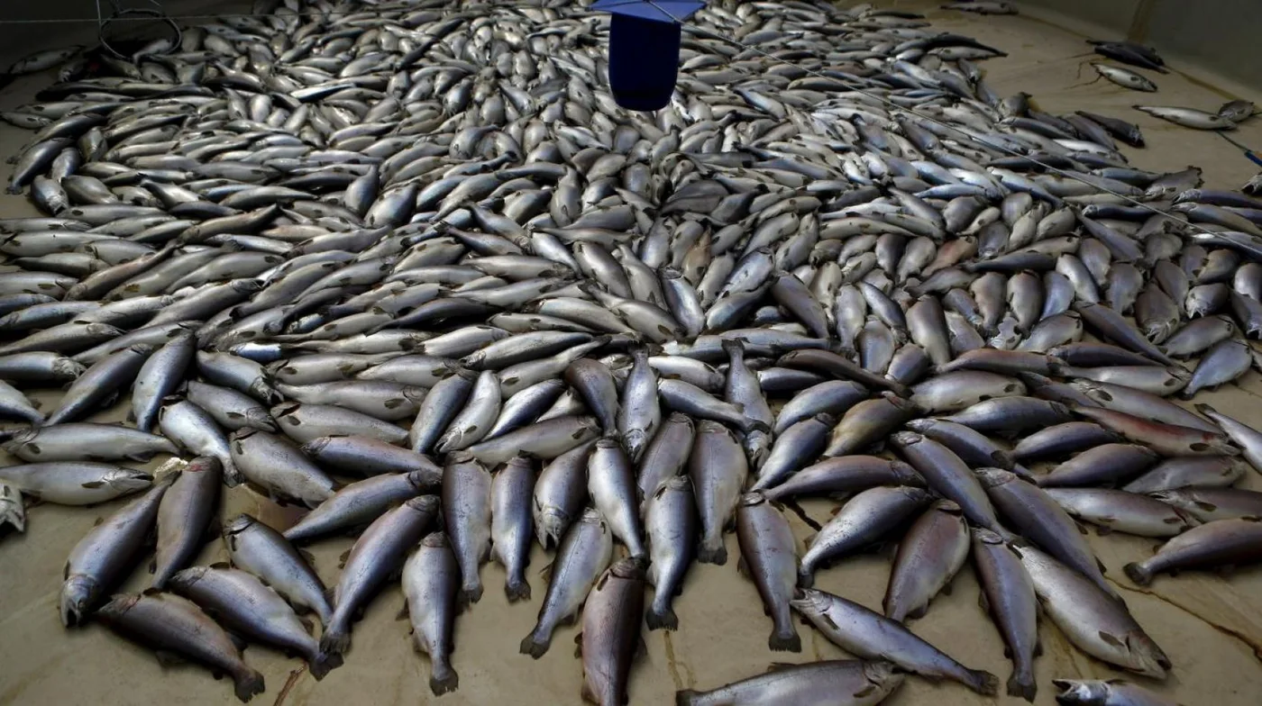 Fuga de salmones desastre que alarma a los ambientalistas