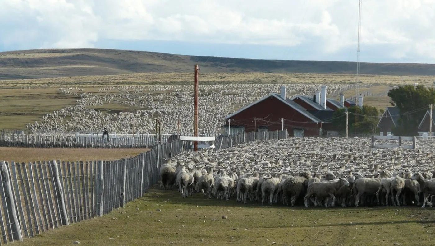 De enero a abril todas las ovejas madre están en un campo de veranada, después de abril se meten a un campo de invernada y se largan carneros