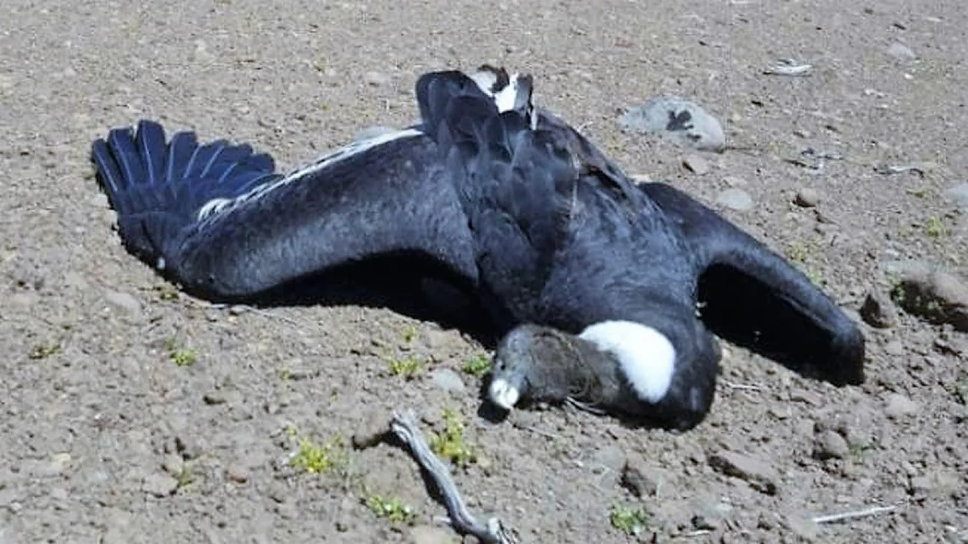 Aparecieron 23 cóndores muertos en la Patagonia