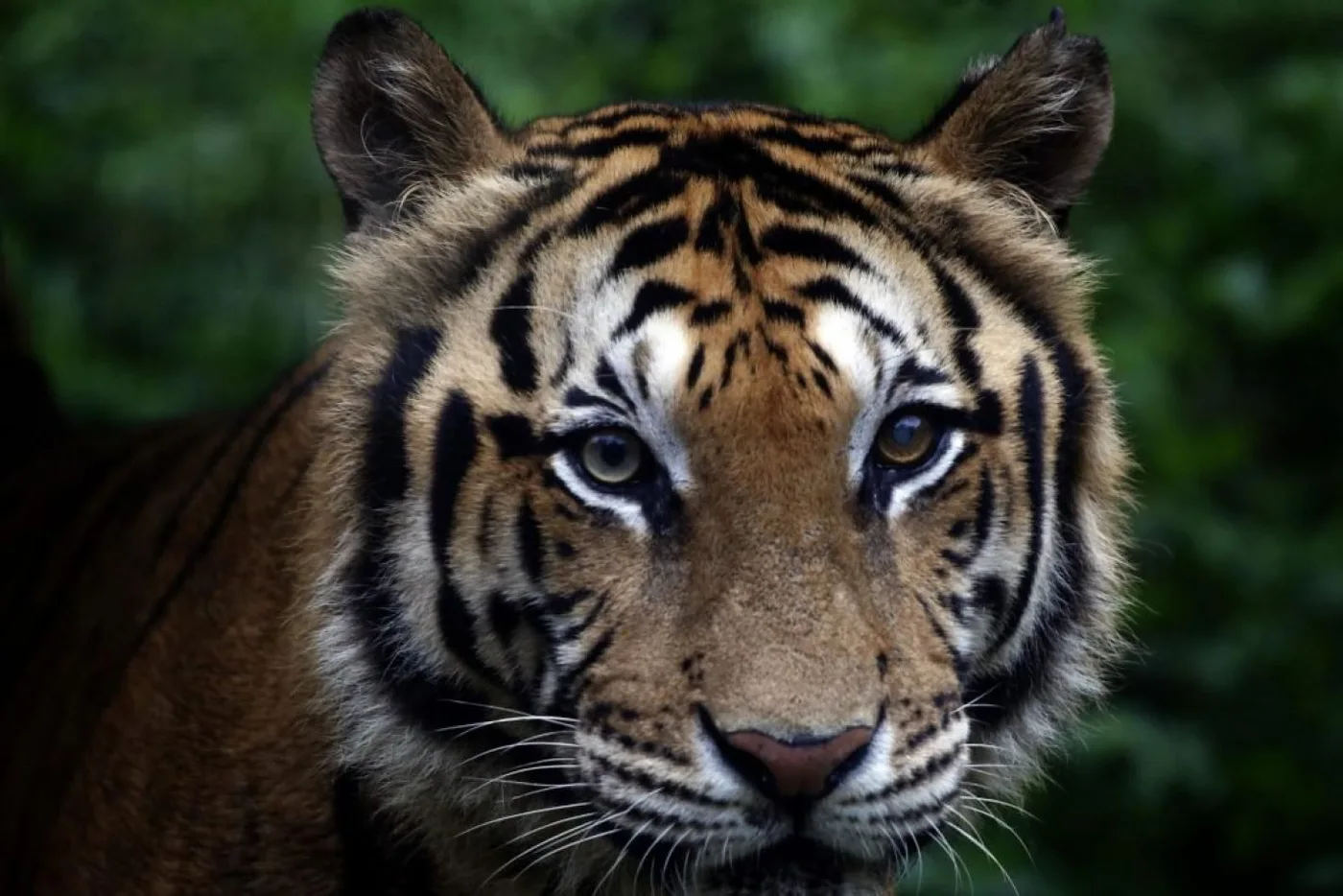 Un tigre de Bengala, una de las especias más amenazadas, en Sri Lanka