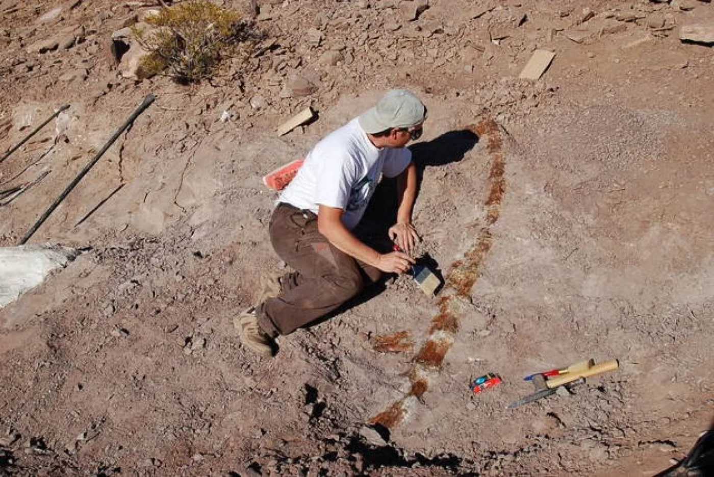 “Alfredito”, un nuevo dinosaurio saurópodo descubierto en la Patagonia argentina