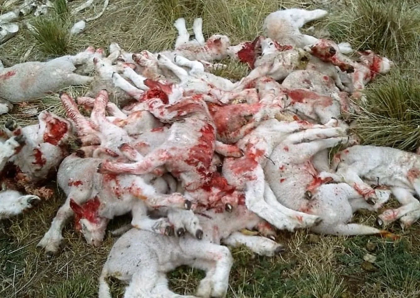 En Porvenir (Chile) los perros atacan al ganado.