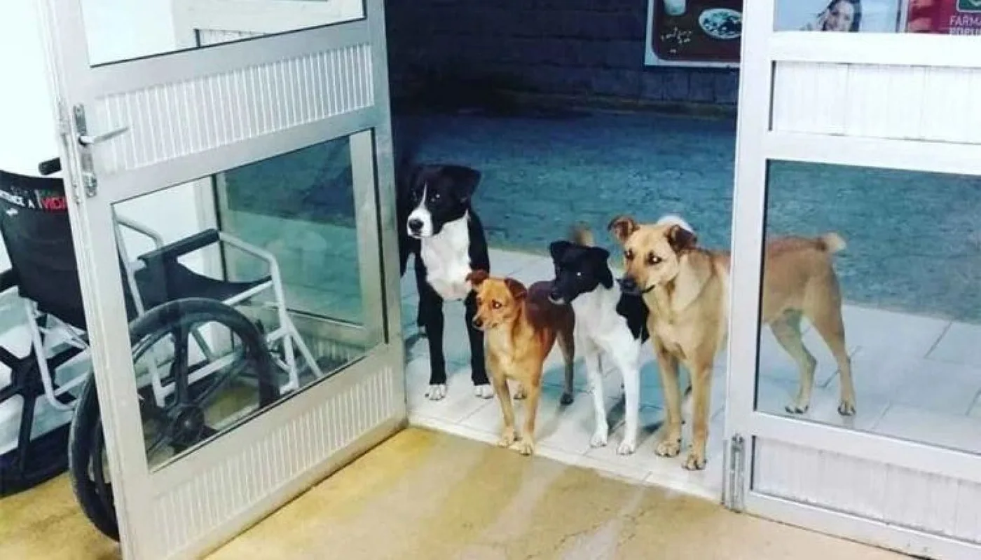 Mascotas esperando a su dueño