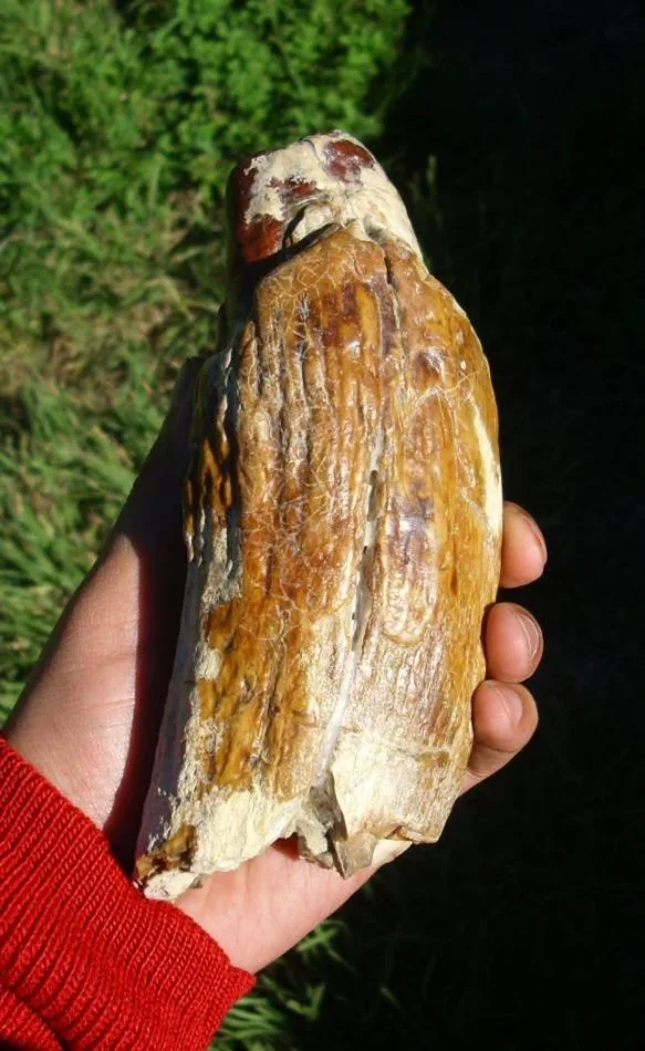 El diente de Livyatan, hallado en Río Negro.
