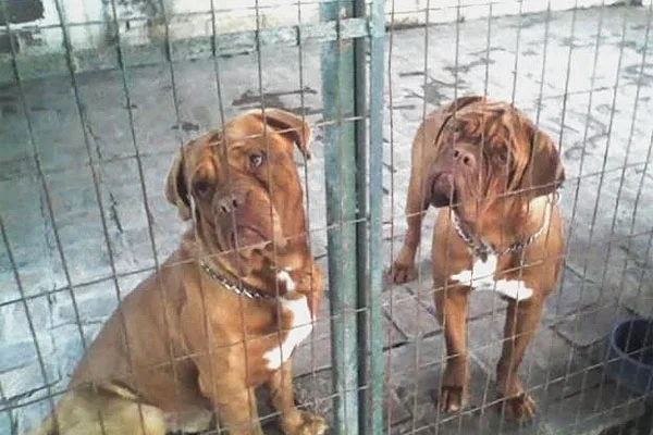 Las guarderías caninas son una buena opción en vacaciones.