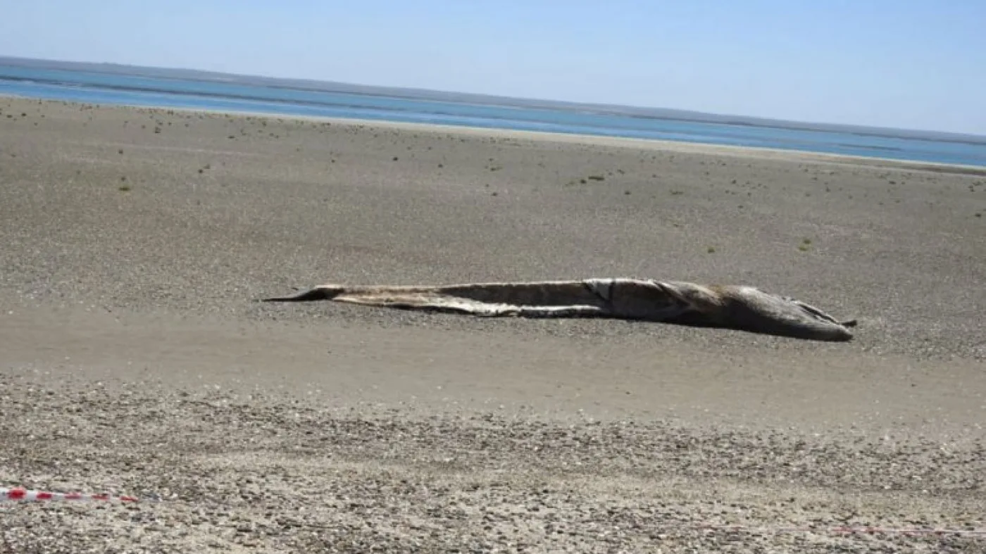 El cuerpo de una ballena muerta apareció este jueves en Puerto San Antonio Este