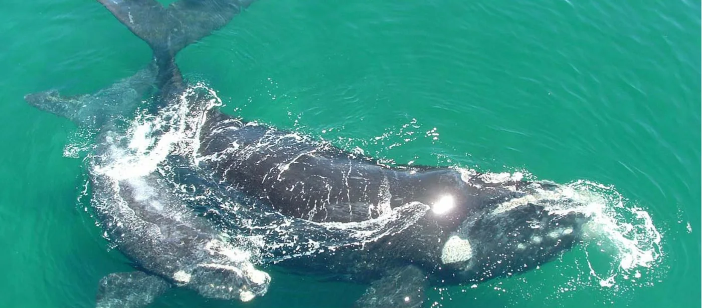 Buscan garantizar buenas prácticas en el avistaje de ballenas