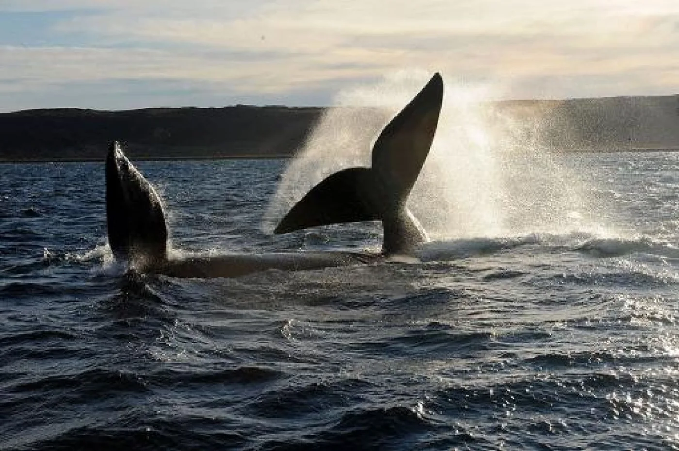 Ballenas en Puerto Madryn