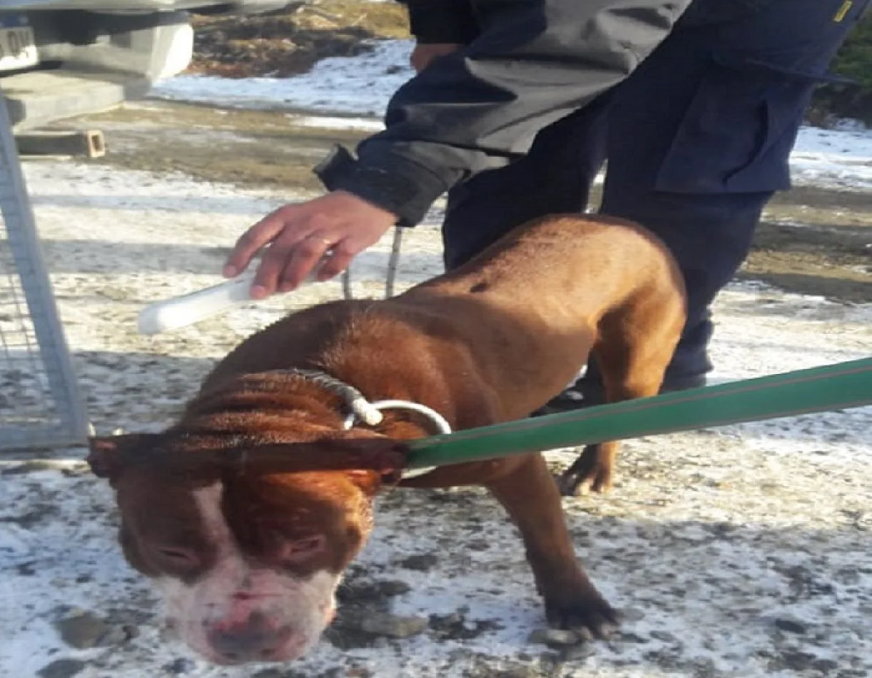 Zoonosis capturó tres perros pitbull que atacaron a otros animales