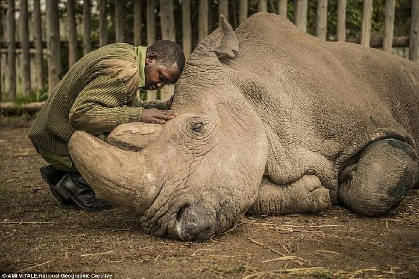 El guardián Zacharia Mutai  reconforta a Sudán, el último rinoceronte blanco macho del mundo, momentos antes de su muerte.