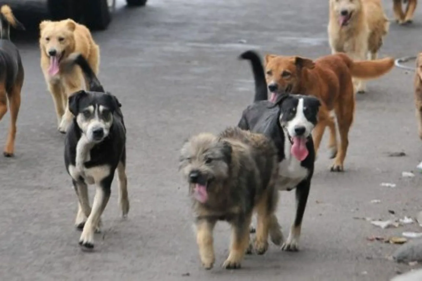 Zoonosis recuerda la prohibición de perros sueltos en la vía pública