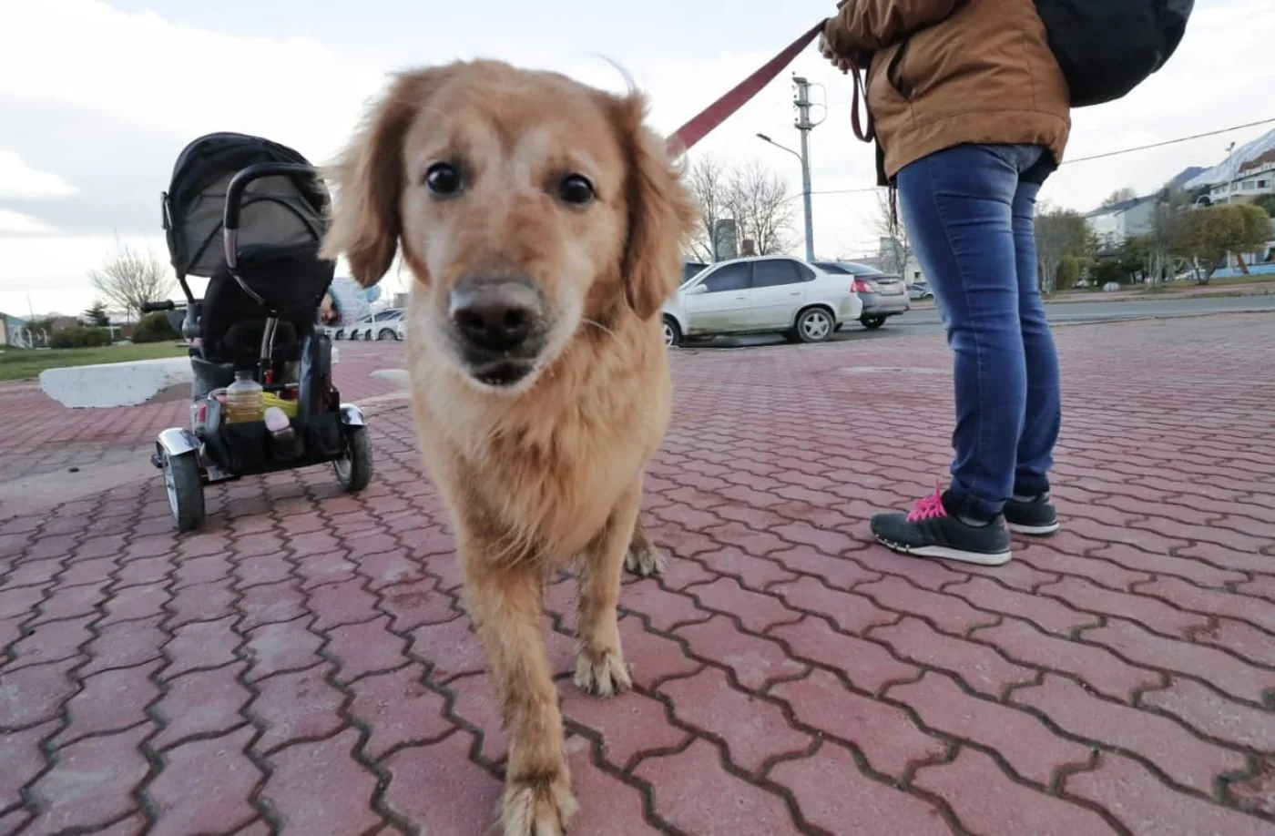 Fueron adoptados dos perros de los caniles municipales
