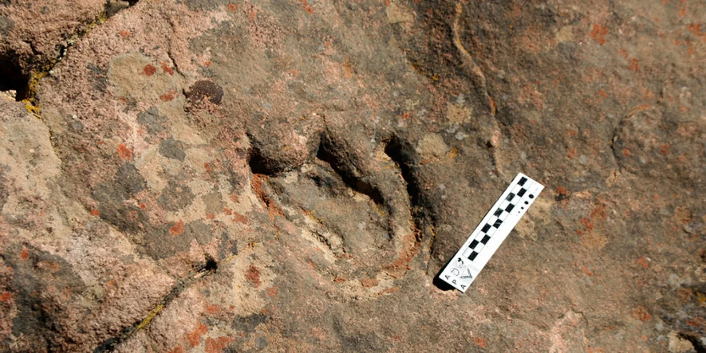 Hallazgo de una huella antigua de dinosaurio tireóforo