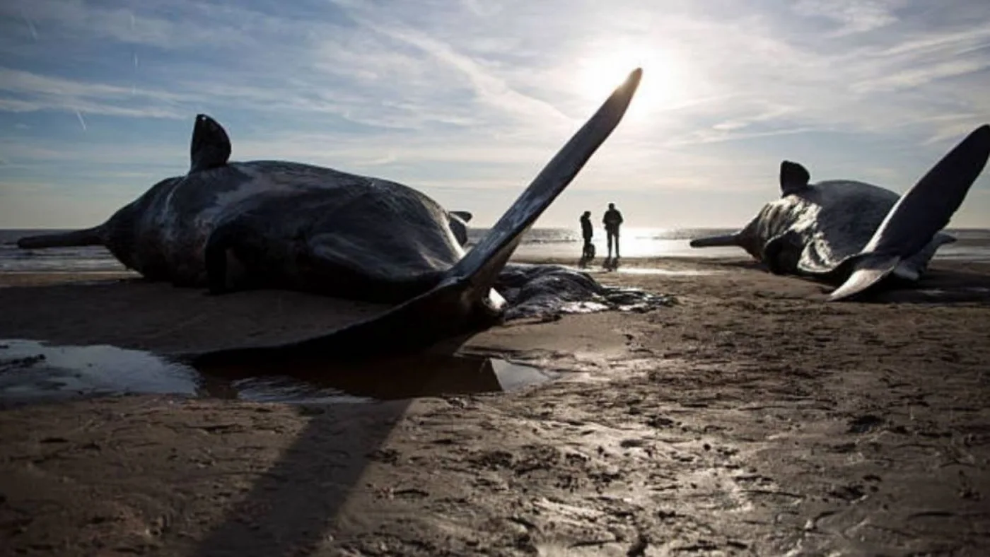 Hallazgo de 50 ballenas muertas varadas en una playa de la costa de Islandia