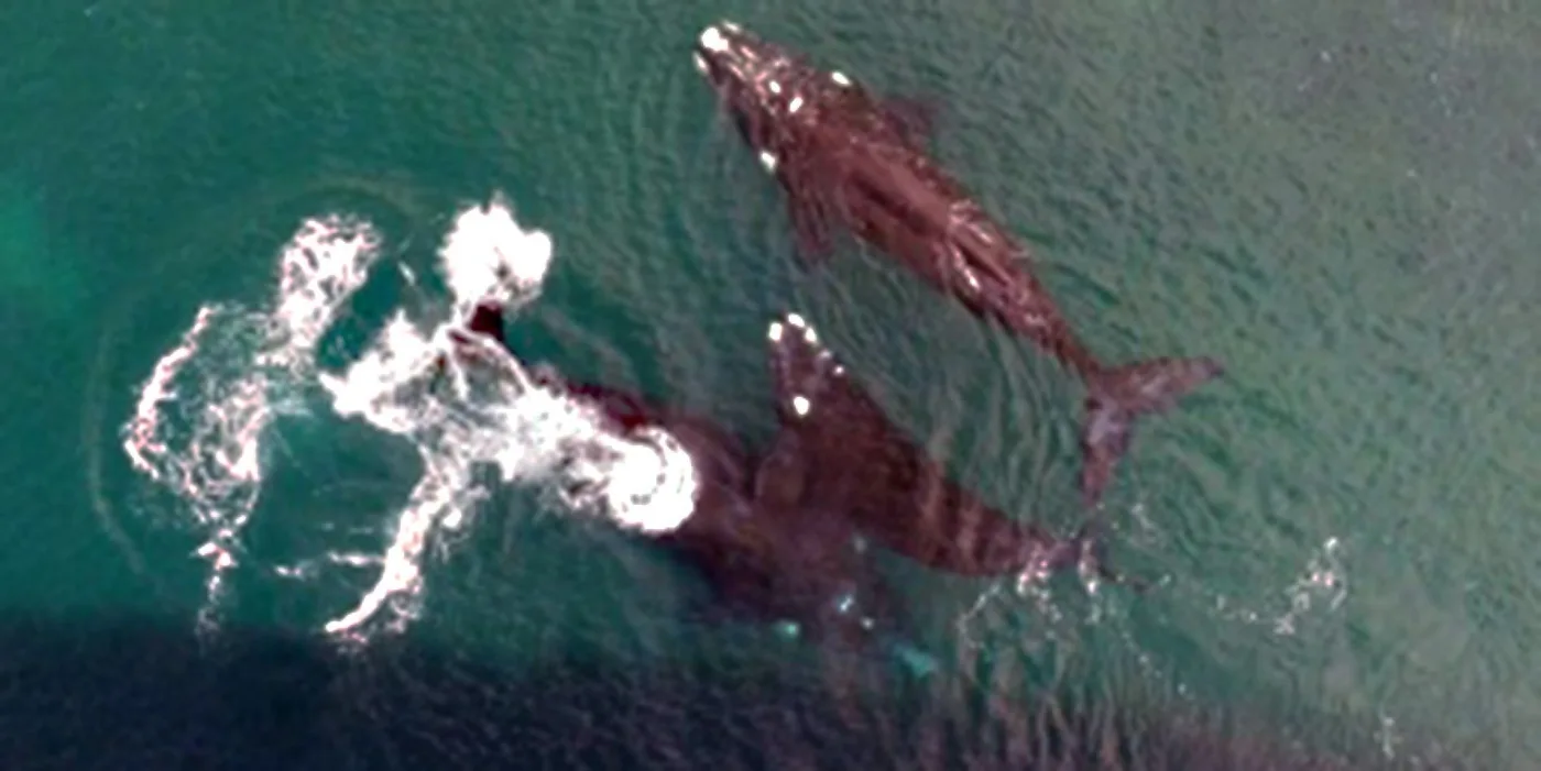 Divisan las primeras 63 ballenas recién nacidas en el Golfo Nuevo