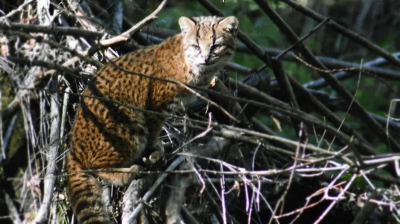 Un turista fotografió un ‘gato güiña’, el felino más pequeño de América