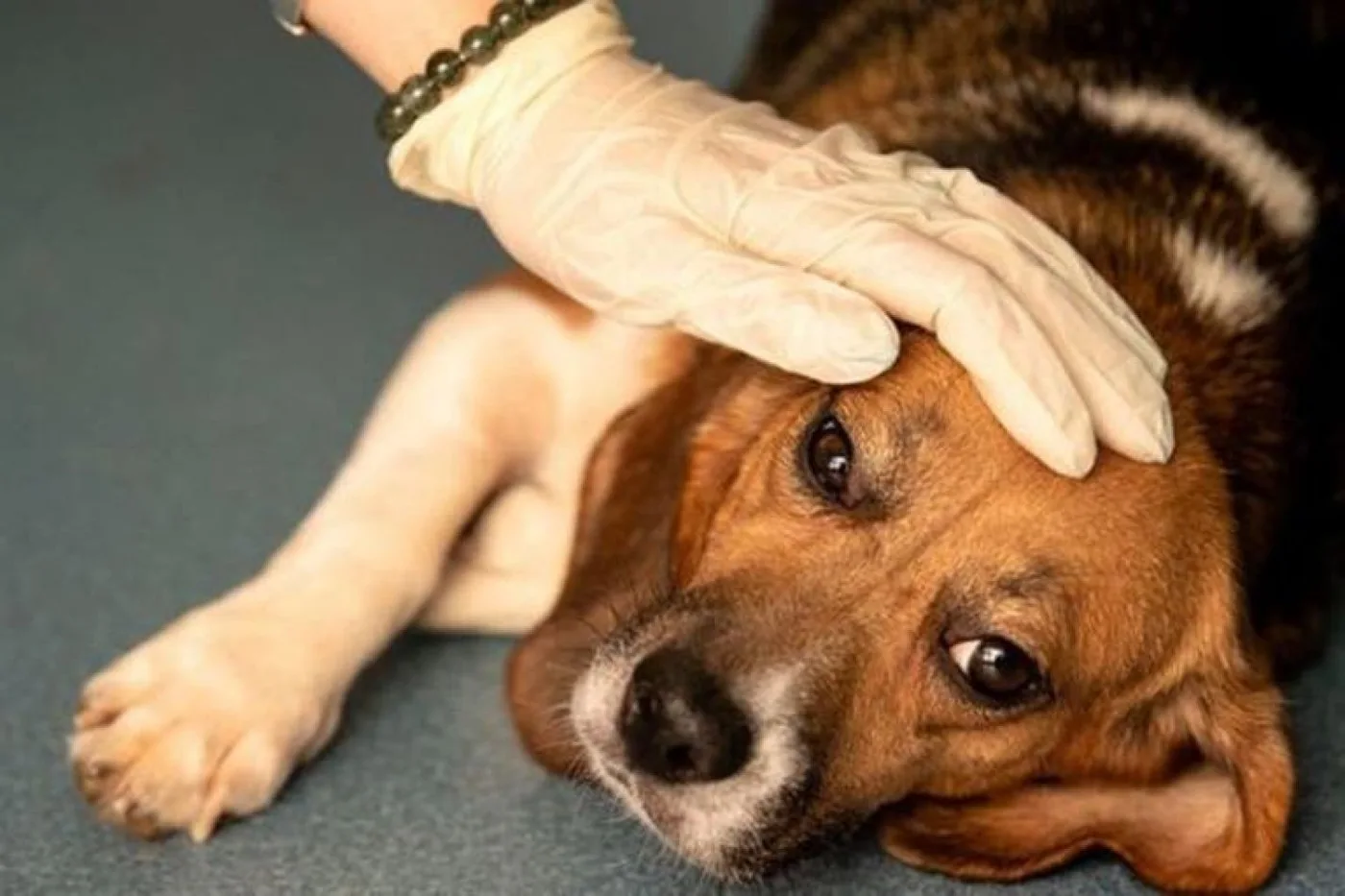 Los perros que han sido atacados por la enfermedad presentan síntomas severos de diarrea y vómitos