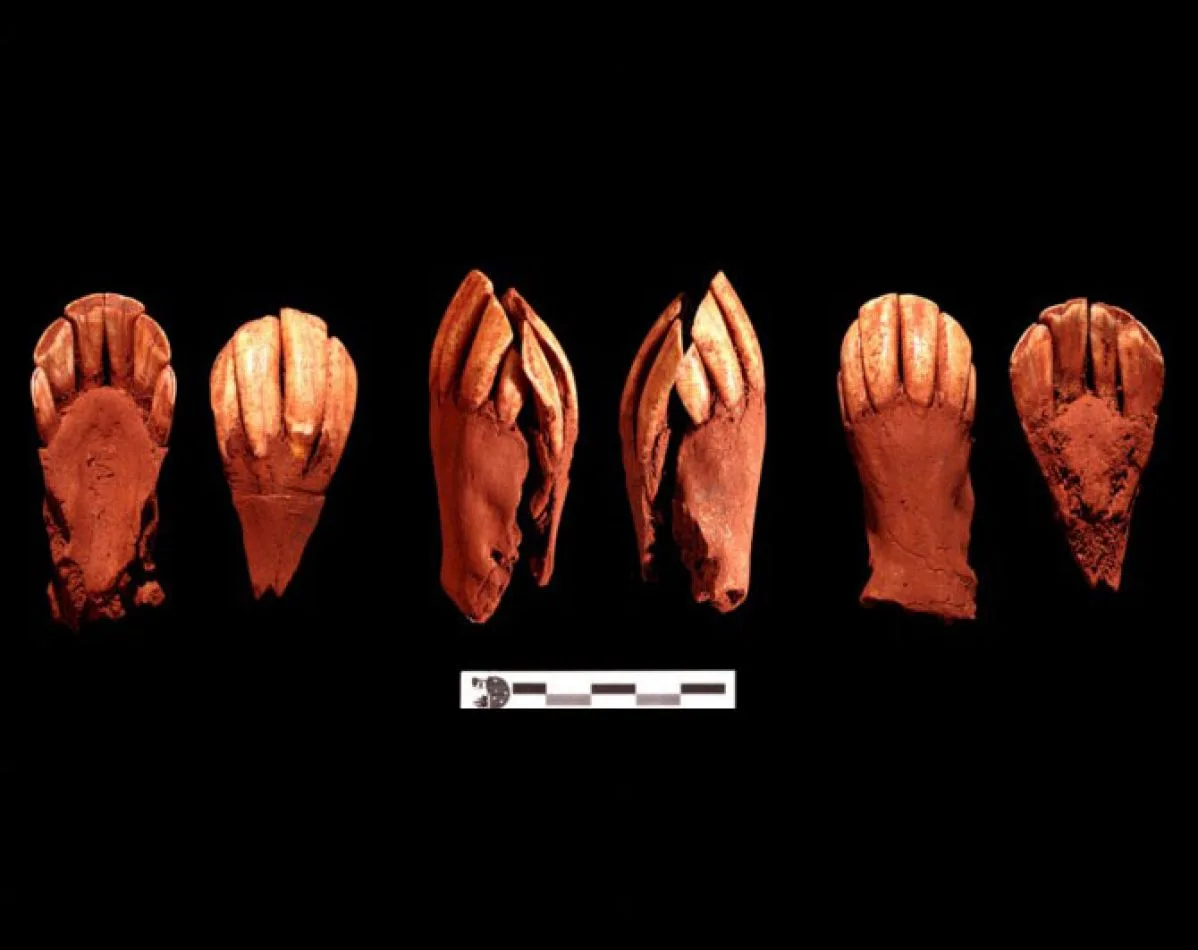 Pares mandibulares de guanaco adulto que formaban parte del ajuar singular del enterramiento. (Fotos cedidas por Thierry Dupradou).