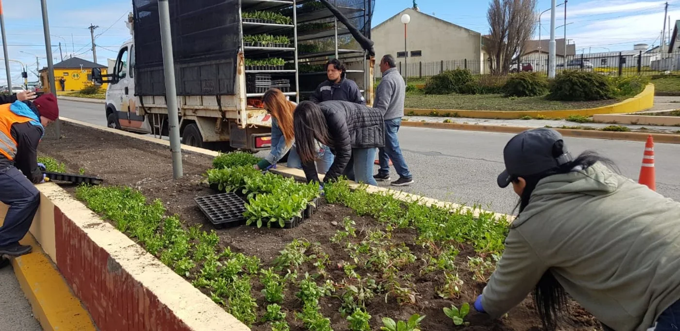 Comenzó la colocación de plantines en distintos puntos de la ciudad