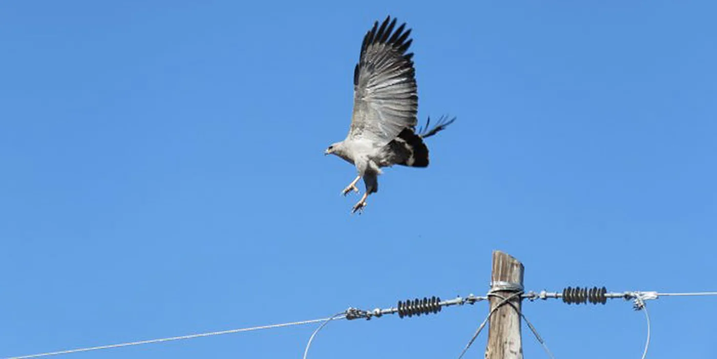 Mendoza tiene la primera zona de tendido eléctrico que protege a las aves