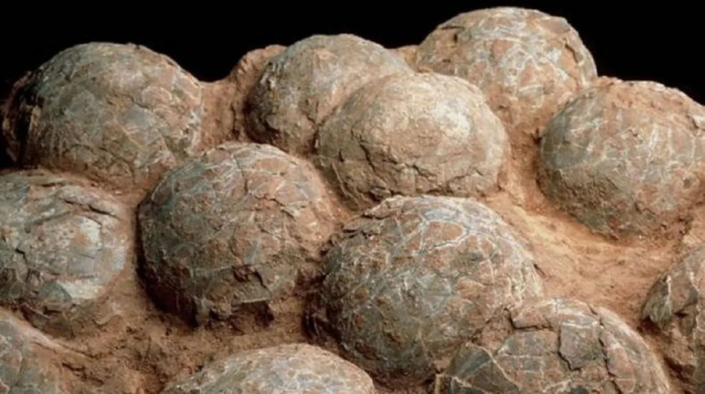 Encuentran huevos de dinosaurio con embriones en el sur de Argentina