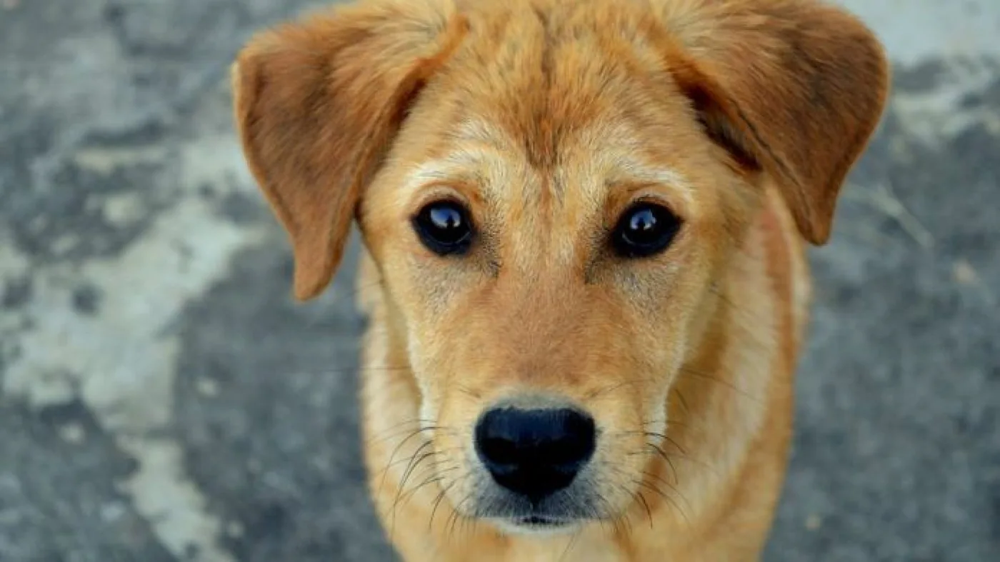 Un hombre murió por una infección que contrajo por un “beso” de su perro