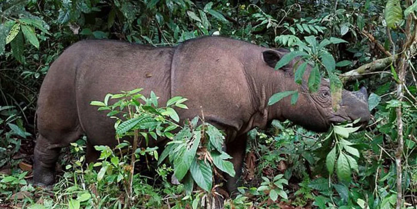 El rinoceronte de Sumatra definitivamente desapareció de Malasia. En mayo pasado había muerto Tam, el último macho.