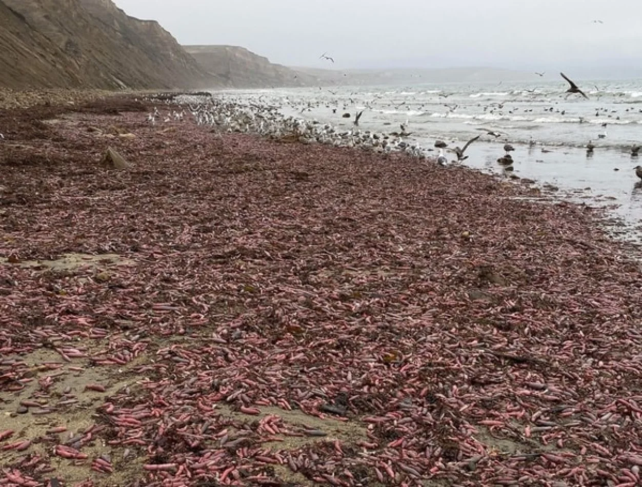 Miles de “peces pene” encallaron en una playa de California