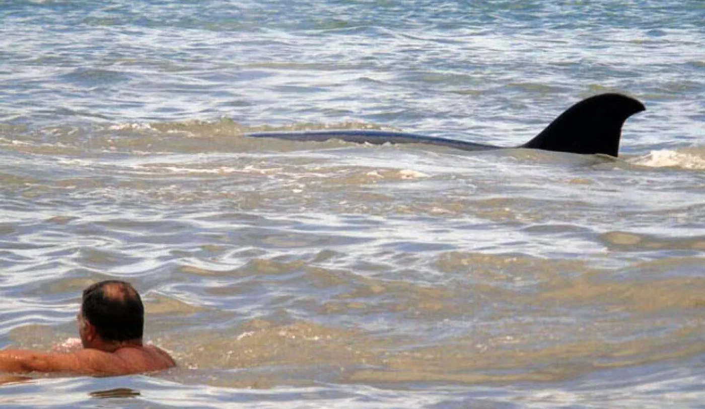 Una orca apareció en la costa de Monte Hermoso