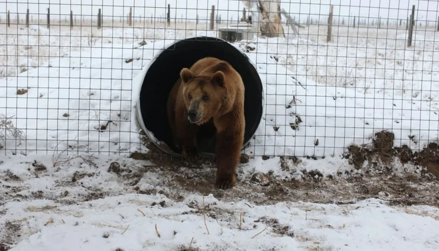Emotiva liberación de los diez osos pardos del zoológico de Mendoza