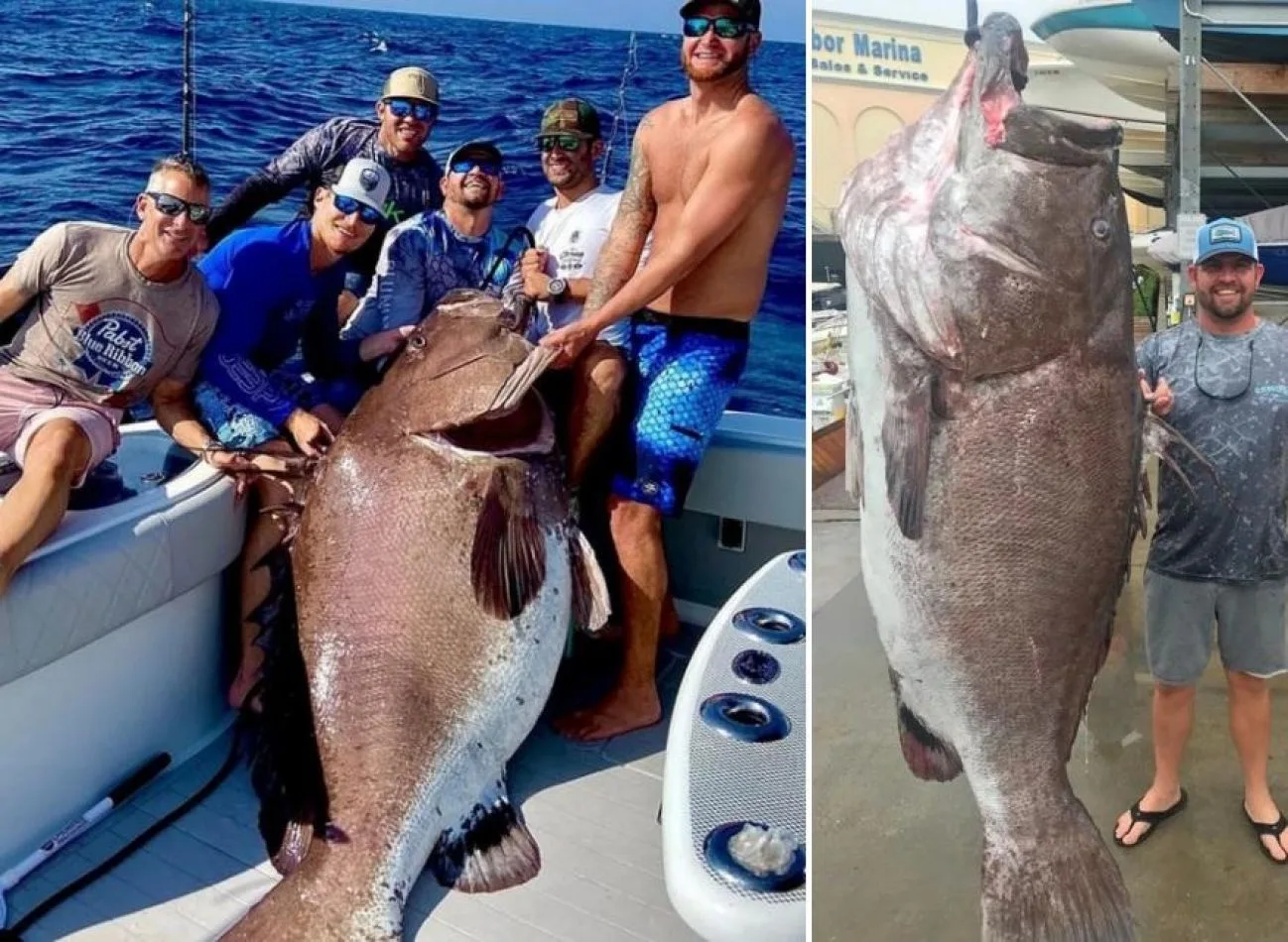 Pesca insólita: Sacó un pez de 50 años y casi 160 kilos que está en peligro de extinción