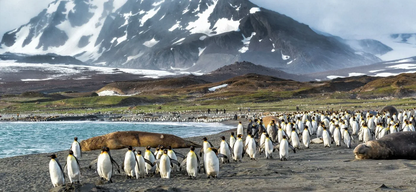 Los pingüinos de las Malvinas sufrirán del calentamiento global