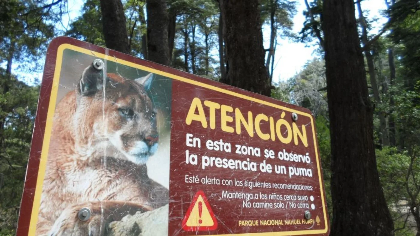 Los pumas habitan el parque Nahuel Huapi por eso no es algo inédito que dejen rastros en los senderos de montaña.