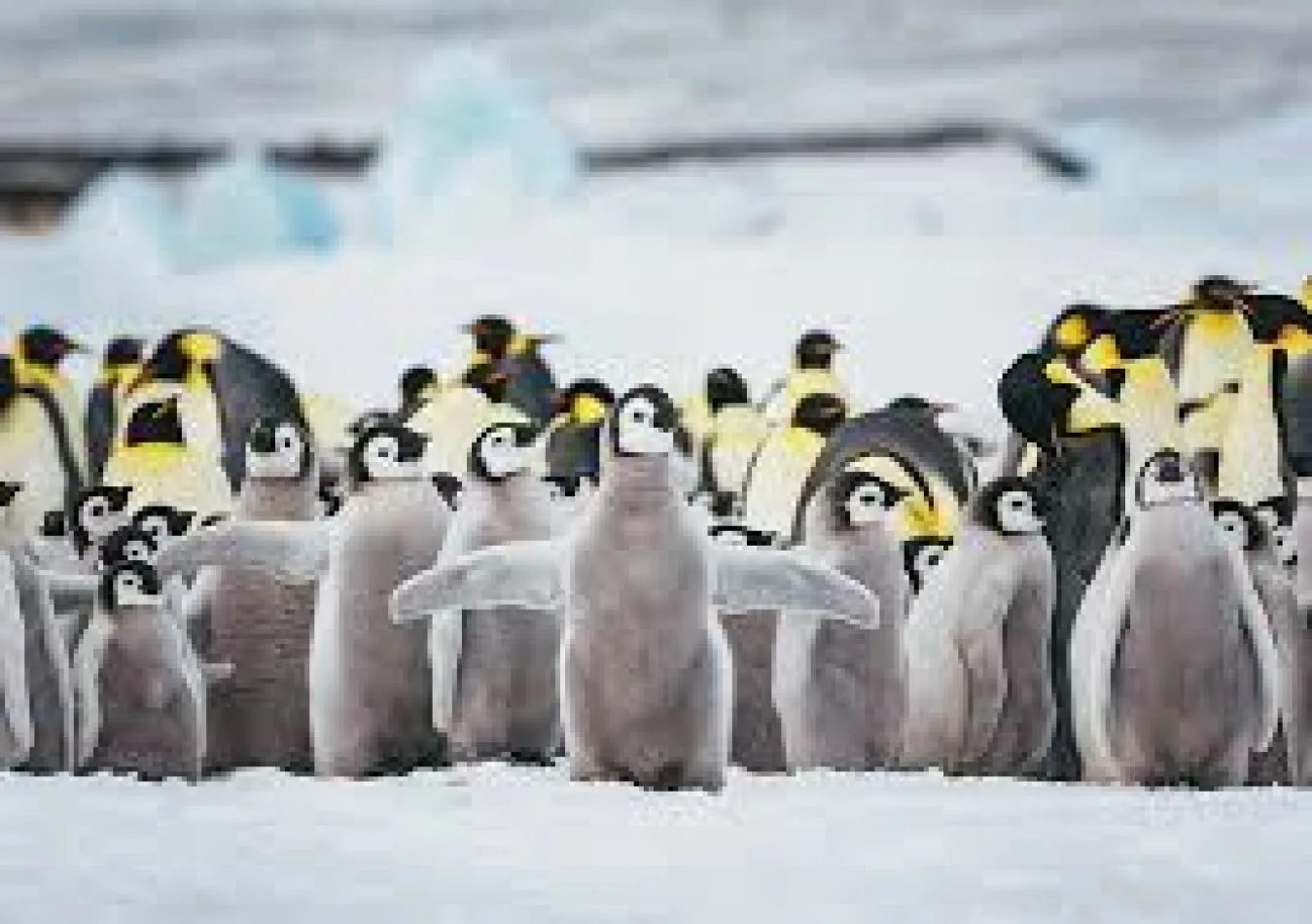 La cifra de pingüinos barbijo cae hasta un 77% en la Antártida en 50 años